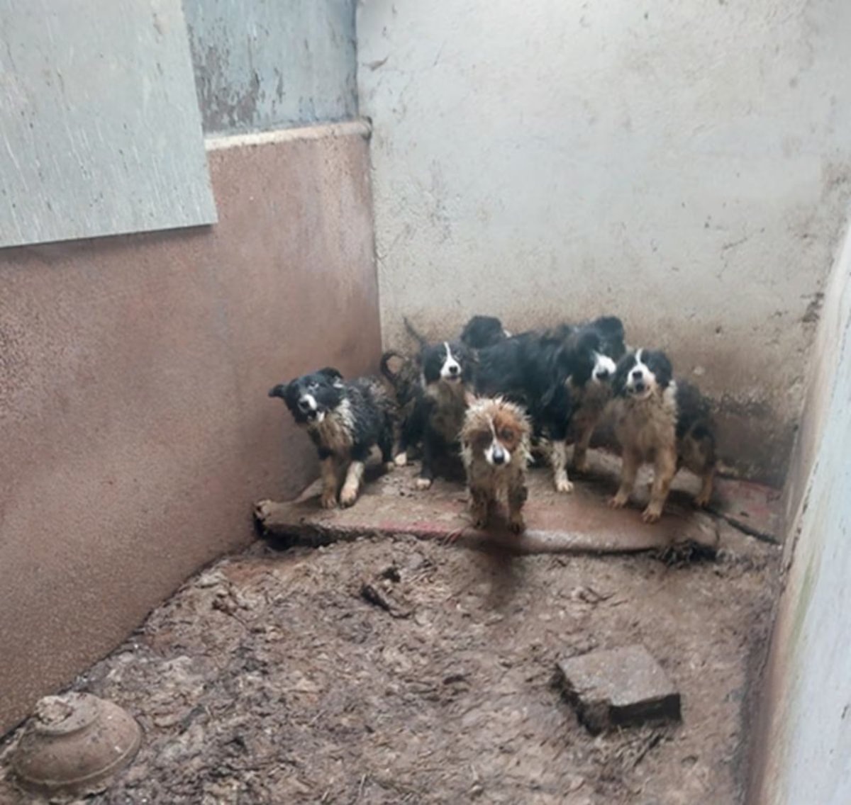 Ban Blood Sports tweet media