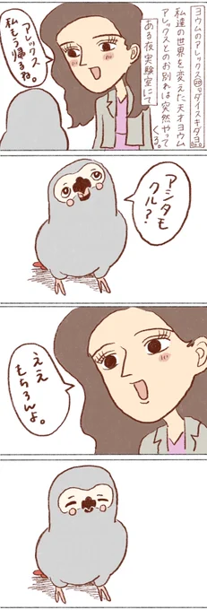 ヨウムのアレックス⑳

#ヨウム 