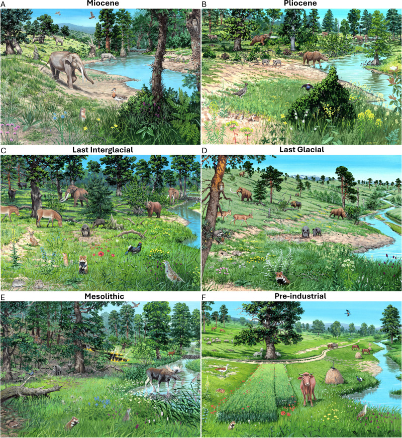 fleroy1974's tweet photo. "The evidence reveals long-term persistence of a mosaic dominated by open woodlands, rather than closed-canopy forests [•] By replacing wild megafauna, domestic herbivores sustained ancient ecosystems now declining as extensive grazing disappears" https://t.co/4a2O3L3OeQ