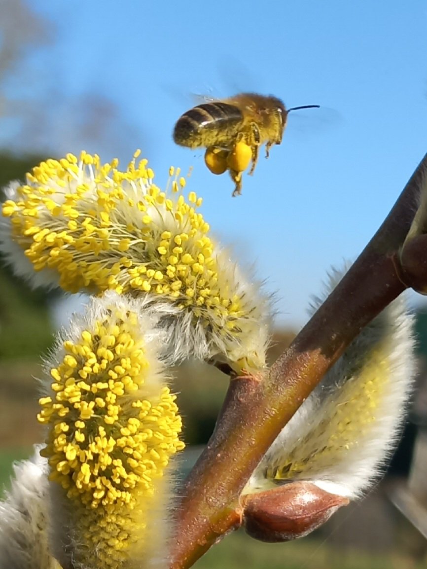 RustpuntDelagelinde tweet media
