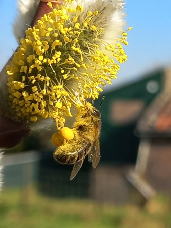 RustpuntDelagelinde tweet media