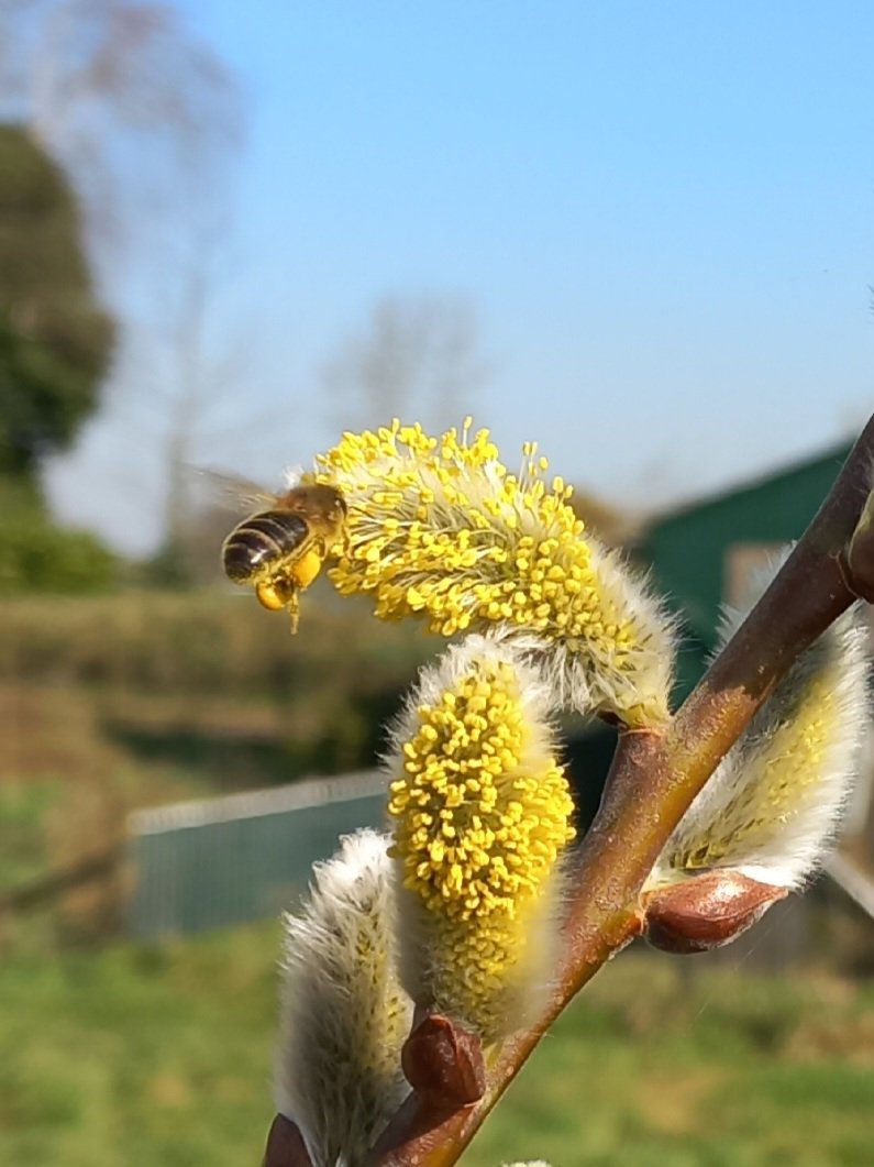 RustpuntDelagelinde tweet media