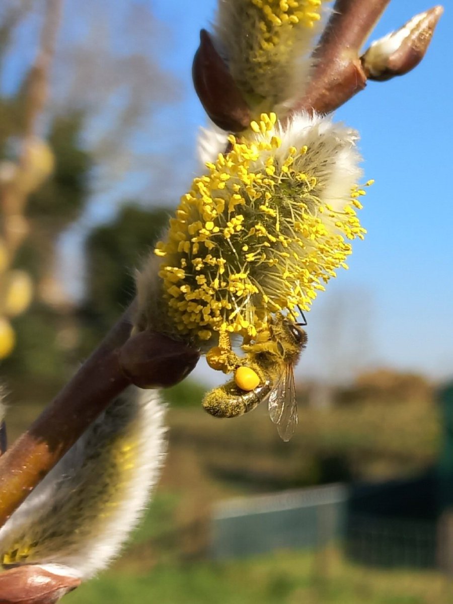 De katjes van de wilg staan volop in bloei. Daar profiteren de bijen met de mooie weer heerlijk van.
#voorjaar 
#lente 
#honing