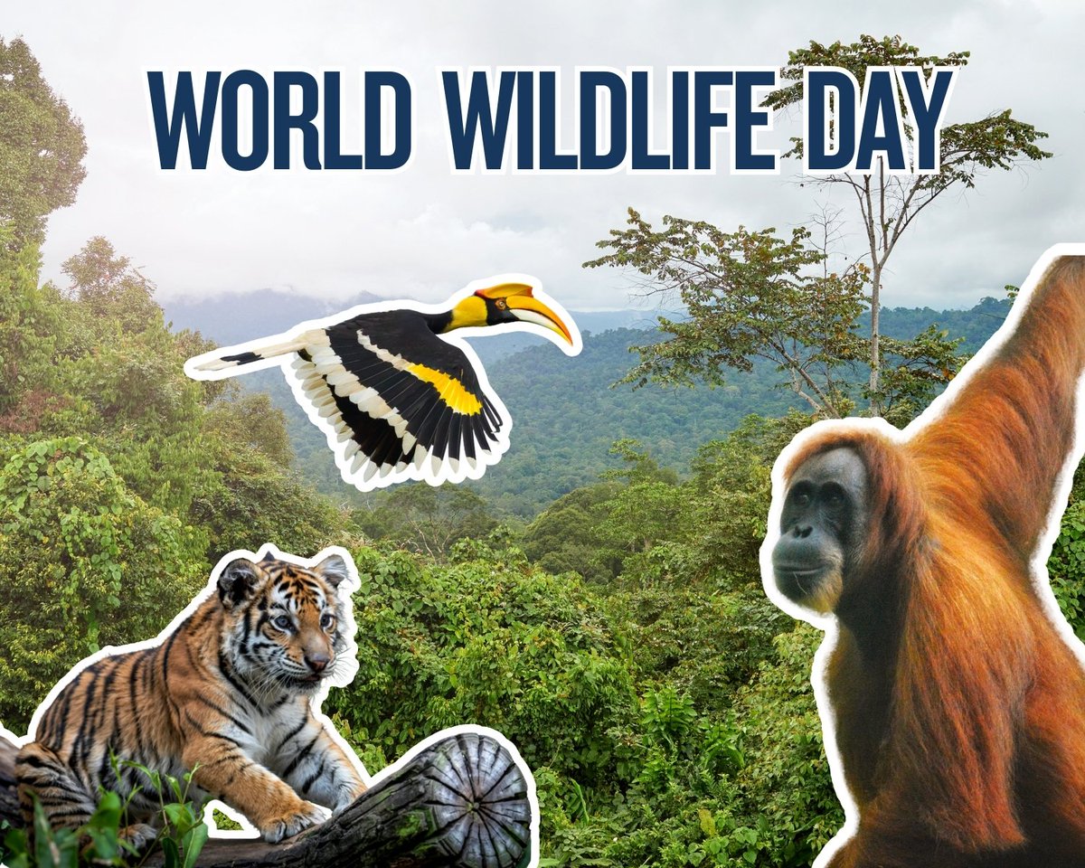 Orang-Utans In Not tweet media