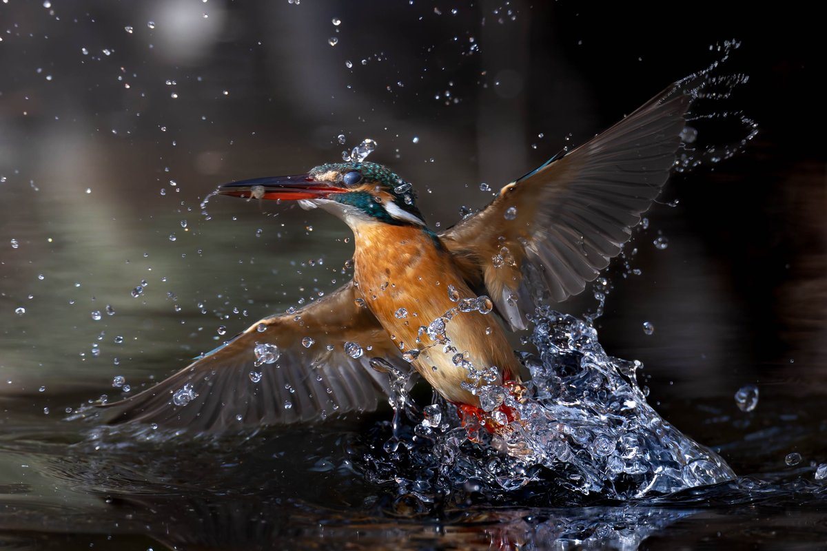 take_a_walk96's tweet photo. 飛型点高めです👍😉🎵
#カワセミ
#eosR5mark2
#rf600f4
#rf1.4× https://t.co/fGQoP87BjP