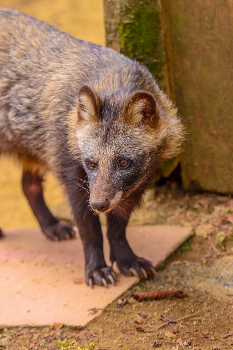 ぽんもち tweet media