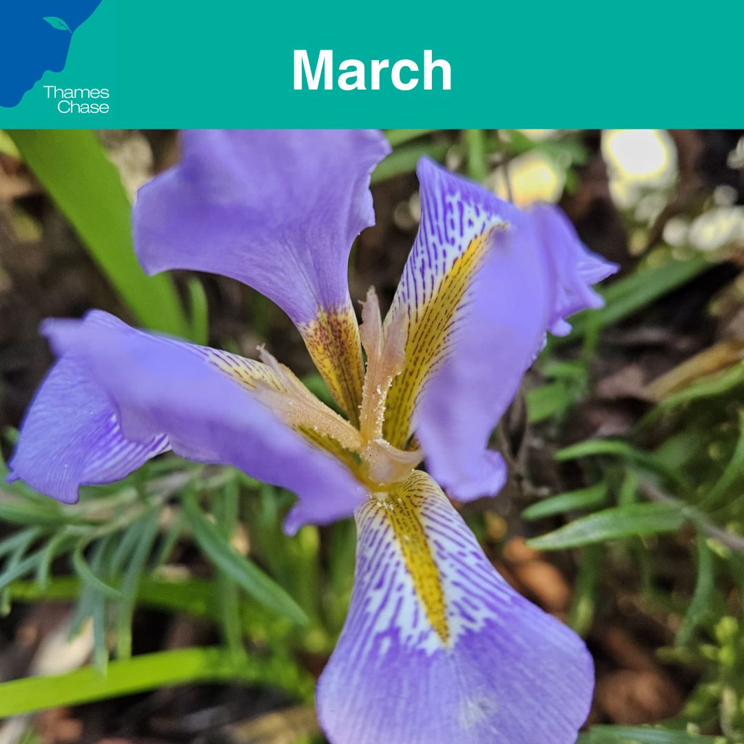 Thames Chase tweet media