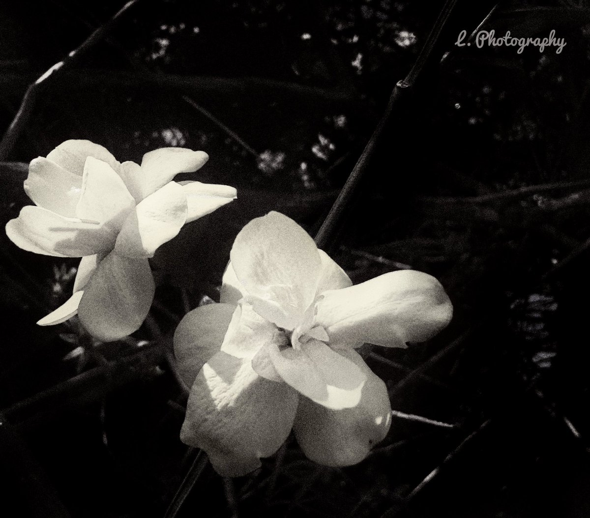 *Αγρίμι του βουνού* tweet media