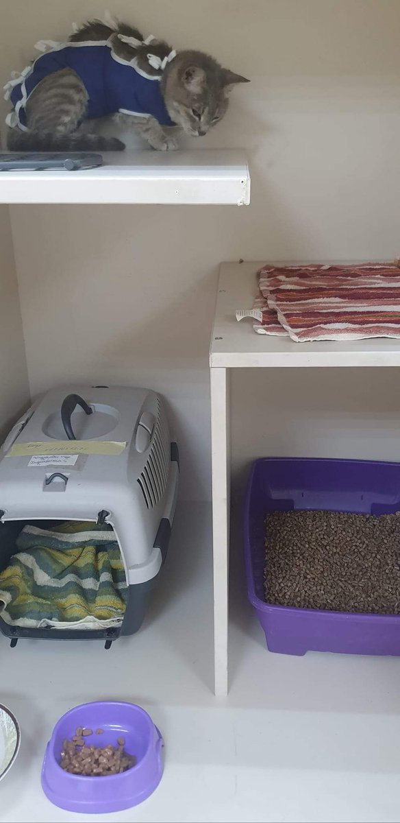 Прийшла весна, безпритульні котики починають гуляти і народжувати нікому не потрібних кошенят в підвалах😔
В Києві діє кілька програм безкоштовної стерилізації для безпритульних. Ми, як притулок, можемо надавати тимчасову перетримку після стерилізації для вуличних киць. За більш