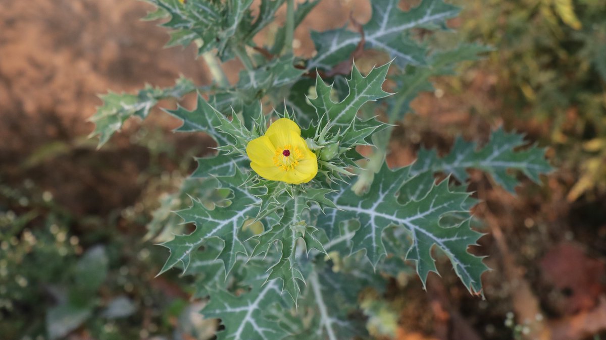 ddnandankanan's tweet photo. A tree walk was conducted 01.03.2026 at Nandankanan with13 participants who explored the floral diversity by scanning QR coded signages, visual sighting of flowering, studying leaf and bark pattern of plants along the track. @PCCFWL_Odisha @ForestDeptt @CZA_Delhi #treewalk https://t.co/n9pvKZEYEu