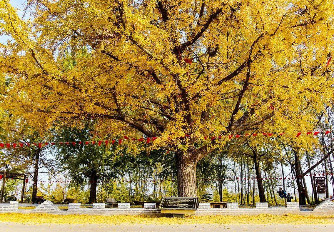 Tigar Inie Terd|ng tweet media