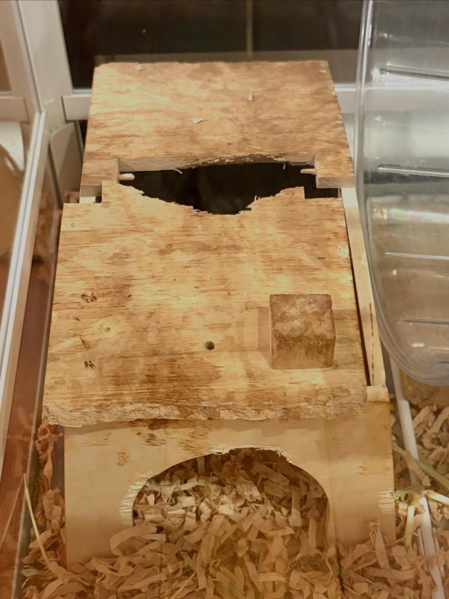 atsu_den's tweet photo. リチャくん、5ヶ月で巣箱を破壊しました😱
こんなに可愛い顔で、かじり方ヤバす…
(２枚目は使い始めのきれいな巣箱)

#リチャードソンジリス https://t.co/EW2GWTEGom