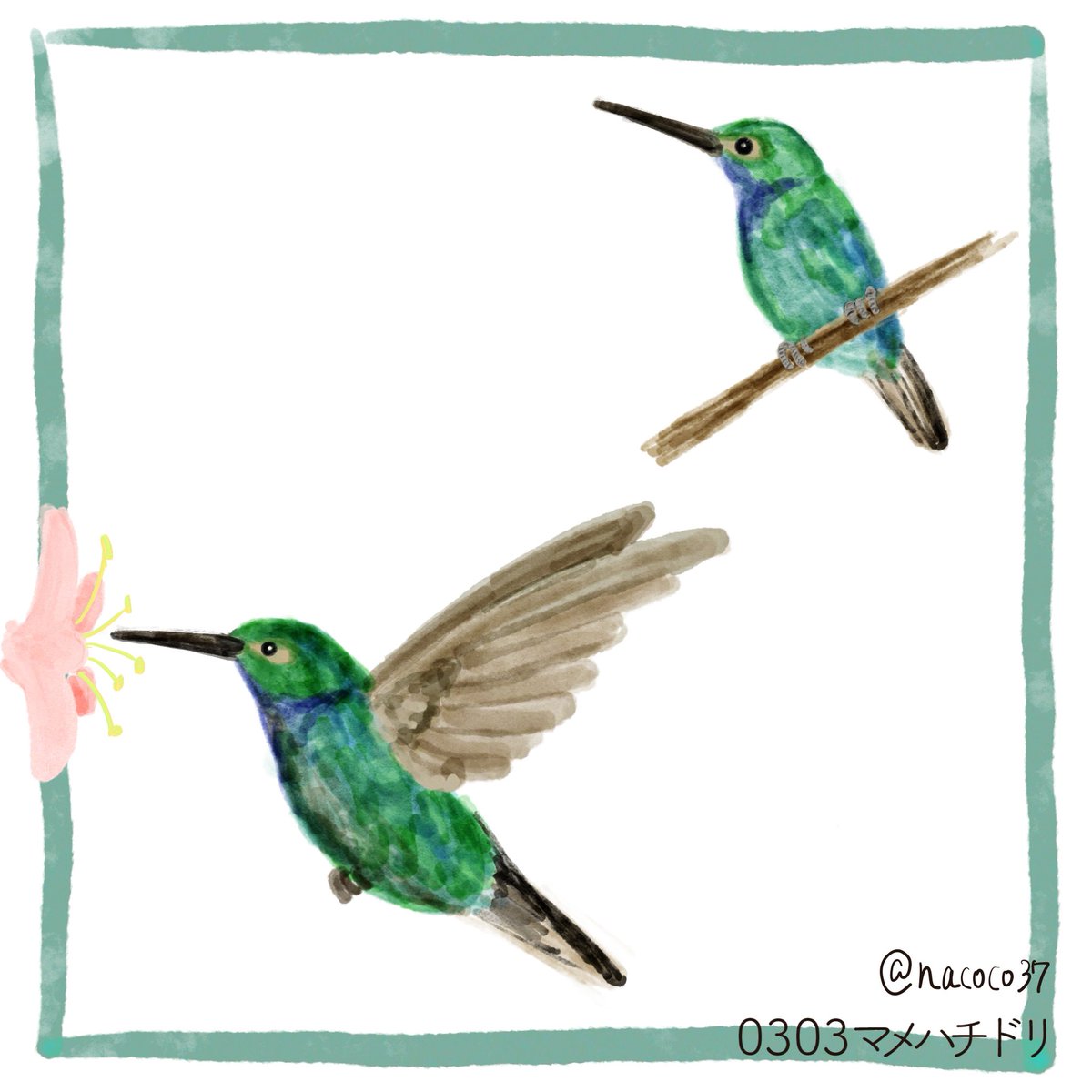 nacoco37's tweet photo. 3月3日
194日目(version3)
マメハチドリ
ホバリングできるハチドリの中で最小の鳥だそうです。
#イラスト #illustration
#マメハチドリ #hummingbird #beehummingbird https://t.co/1RHv5ERF3e