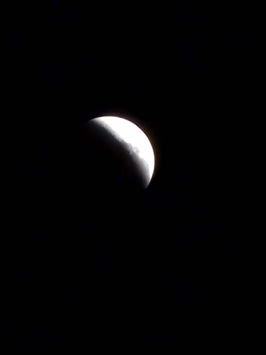 animal chin tweet media