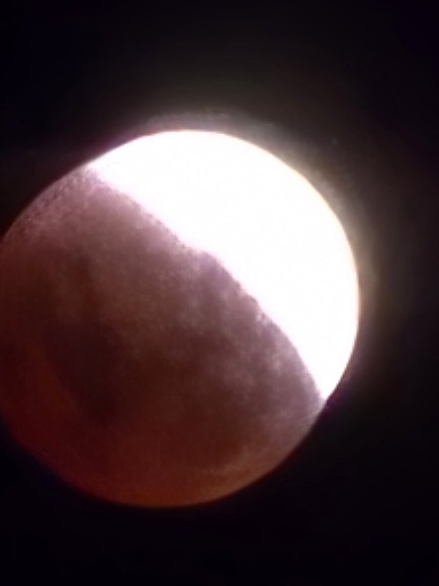 animal chin tweet media