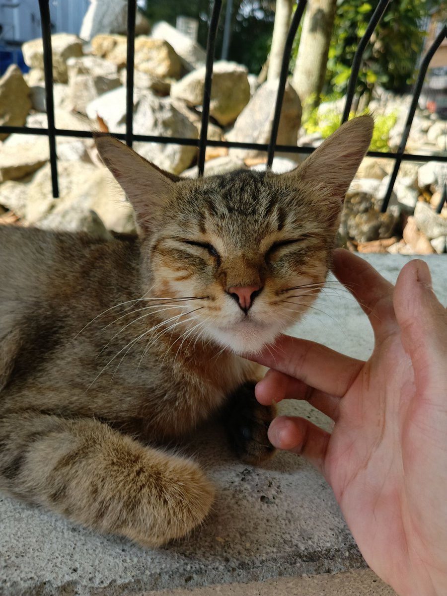 there a cat at my uni!