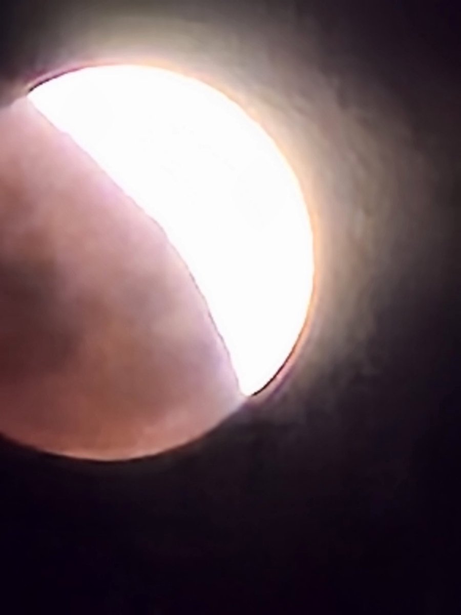 animal chin tweet media