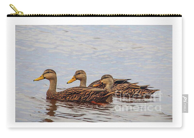 JoanneCarey64's tweet image. "Three Ducks in Serenity" #totebag and zipper #pouch 🧡
#BirdPhotography #Mallard #Ducks #Serene #Water #Nature #Bags #Gifts #MothersDay #giftsforher 

Our Feathered Friends collection... 
3-joanne-carey.pixels.com