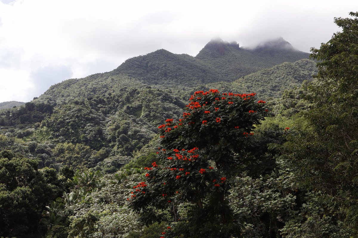 Kaylorado's tweet photo. El Yunque National Rainforest 01.26 https://t.co/L92G6k71OP
