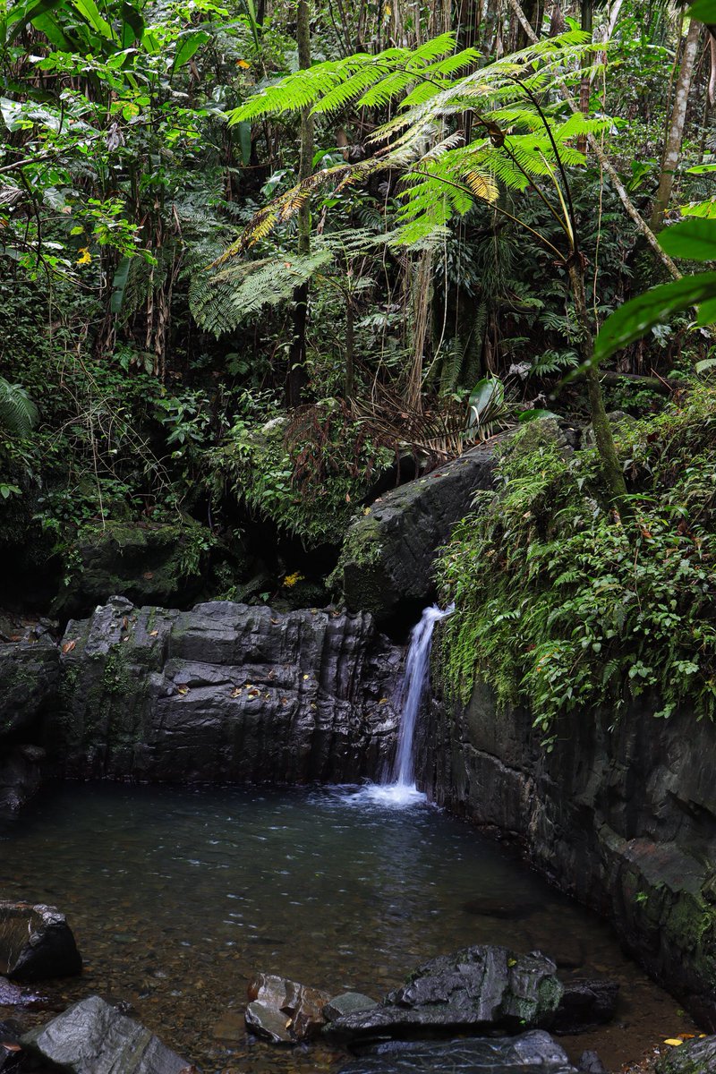 Kaylorado's tweet photo. El Yunque National Rainforest 01.26 https://t.co/L92G6k71OP
