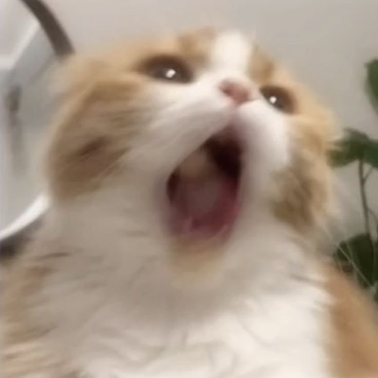 imhirayaliu's tweet photo. you're still the cutest anxinie 😹 https://t.co/BgJ66rxLgr