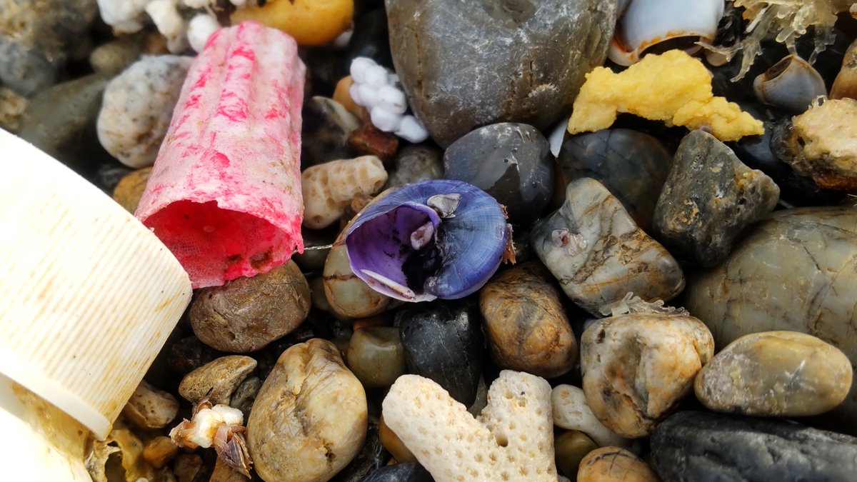 調査で奄美大島に来ています。…来てはいるのですが、大時化で連日調査が飛んでおり、浜で漂着物を漁る日々となっています。こちらはまだ軟体部の残るアサガオガイ。餌となるギンカクラゲも多数打ち上がっており、沖合から岸に流されてきたのでしょう。