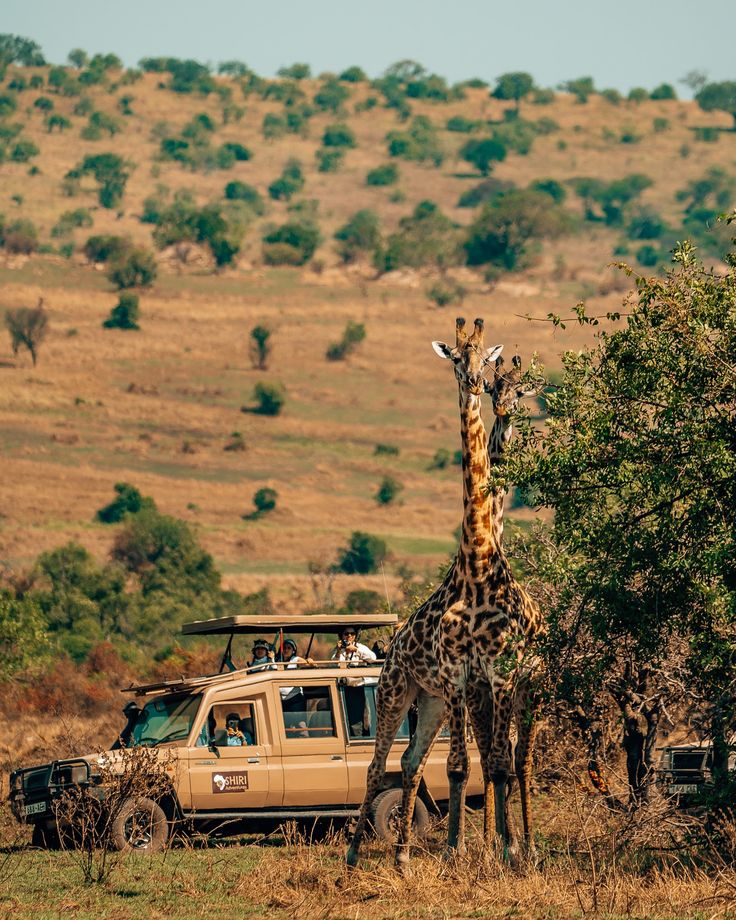 echoesofworld's tweet photo. Serengeti, Tanzania https://t.co/cnZbu6tyws