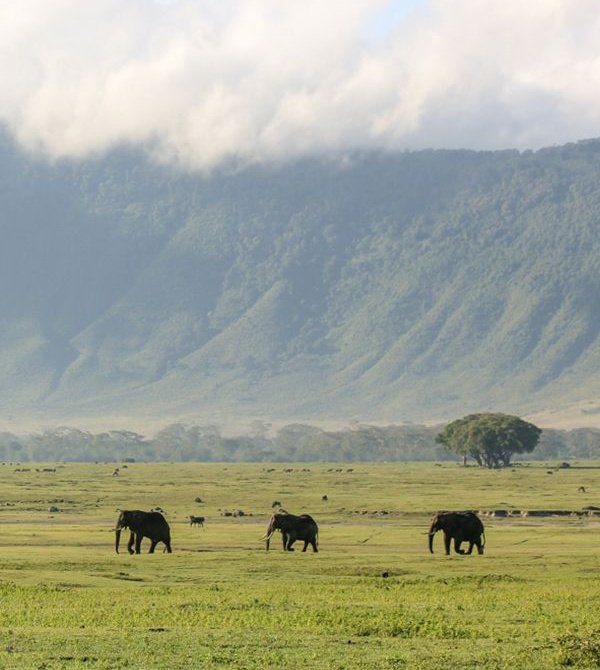 echoesofworld's tweet photo. Serengeti, Tanzania https://t.co/cnZbu6tyws