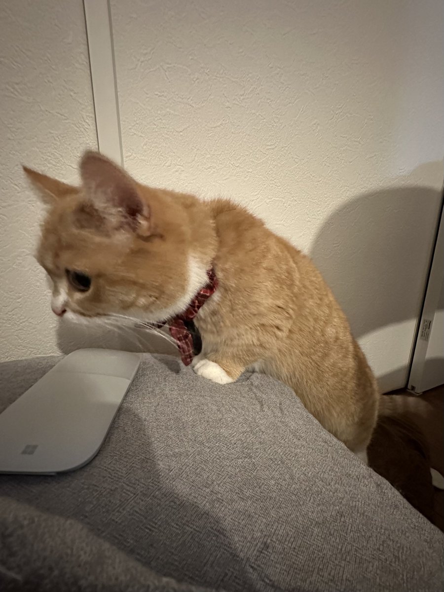 も&もちもな tweet media