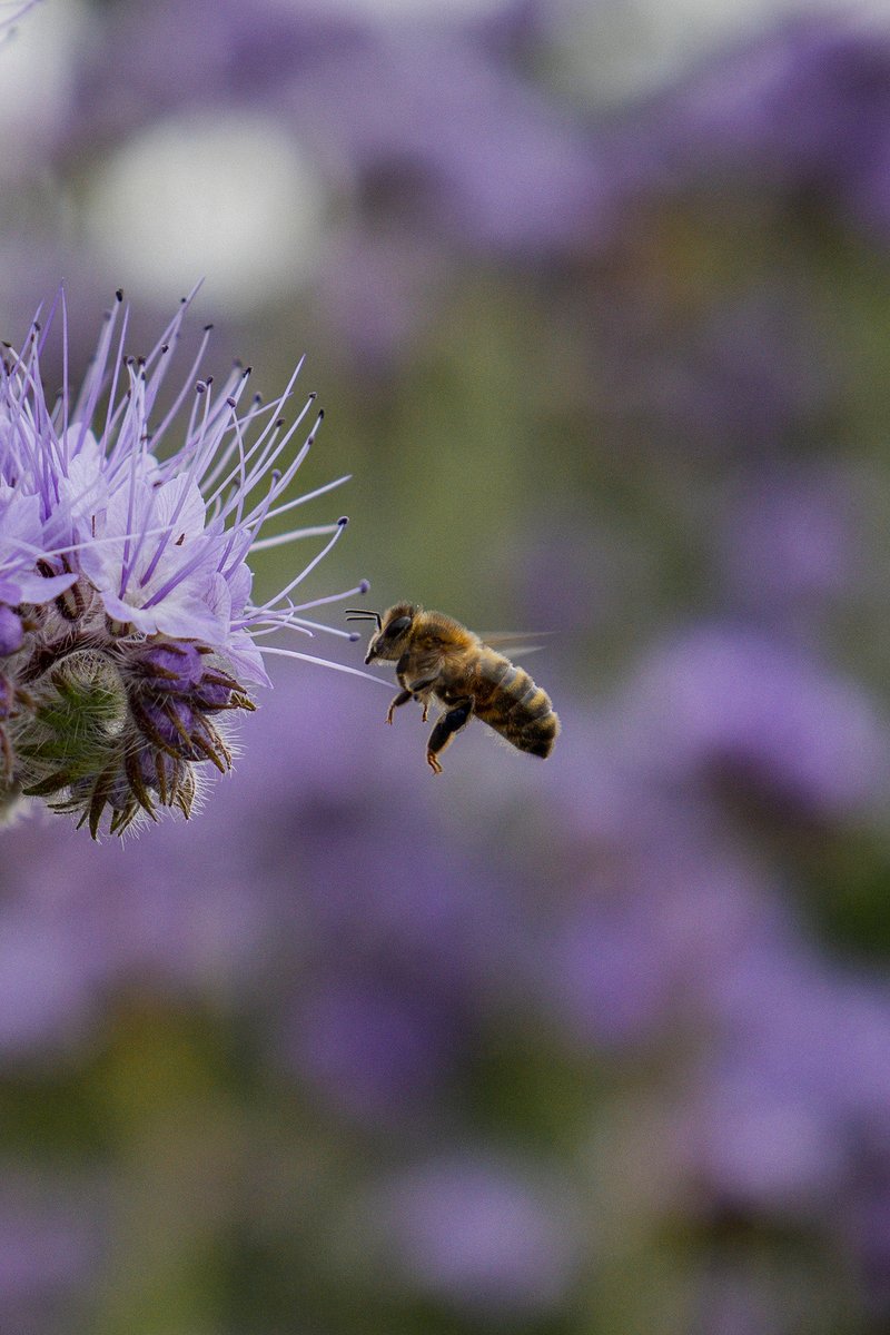 Original Irish Hotels tweet media