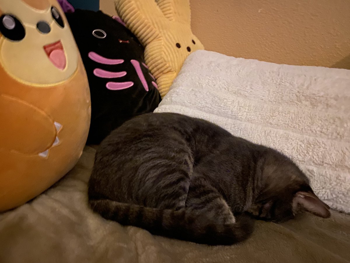 star ♡ ૮ ◞ ﻌ ◟ ა tweet media