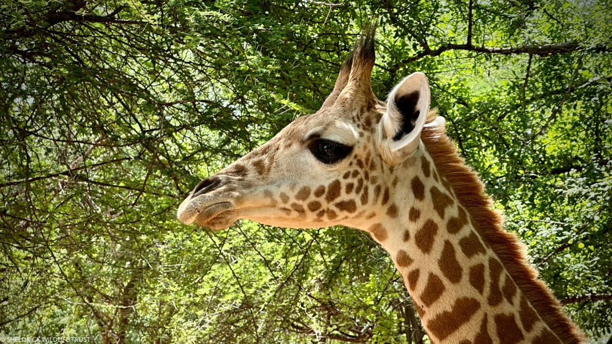 It's #WorldWildlifeDay and we wanted to remind you of all the creatures we protect, treat, and give a future to — the animals you may not have seen making headlines, but who matter every bit as much.

Like Tytan, a black rhino whose best friend is an orphaned zebra. Pips, the