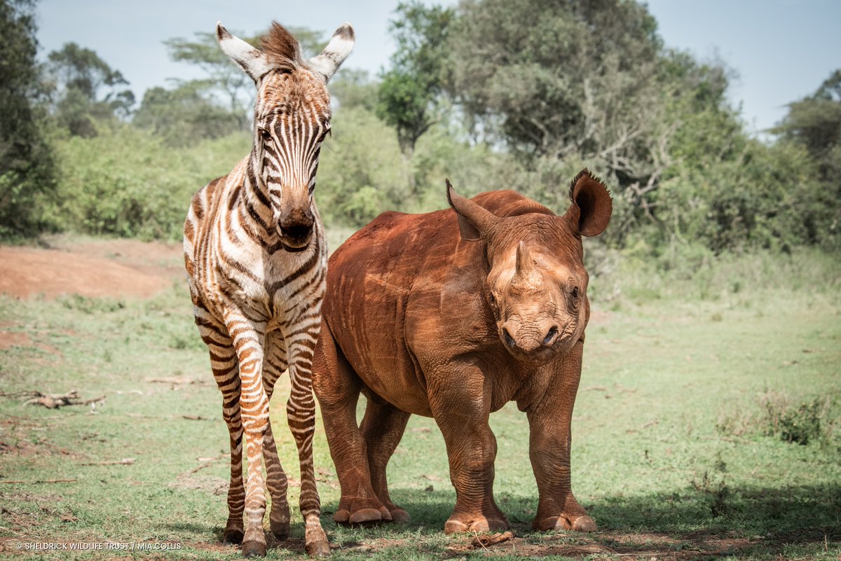 SheldrickTrust's tweet photo. It's #WorldWildlifeDay and we wanted to remind you of all the creatures we protect, treat, and give a future to — the animals you may not have seen making headlines, but who matter every bit as much.

Like Tytan, a black rhino whose best friend is an orphaned zebra. Pips, the orphan giraffe learning to live as a wild giraffe. The dikdiks freed from snares by our rangers. The lions treated in the field by our SWT/KWS Mobile Vet Units. Not to mention the orphans recovering from the trauma of losing their families.

Behind every one of these lives is a Keeper, a vet, a ranger, or a pilot who got there in time. And a donor, who wanted to be a part of something bigger and make a real difference to the lives of wild animals.

 Discover how we're helping wildlife with our latest conservation success story: https://t.co/ULuE3XBAhF