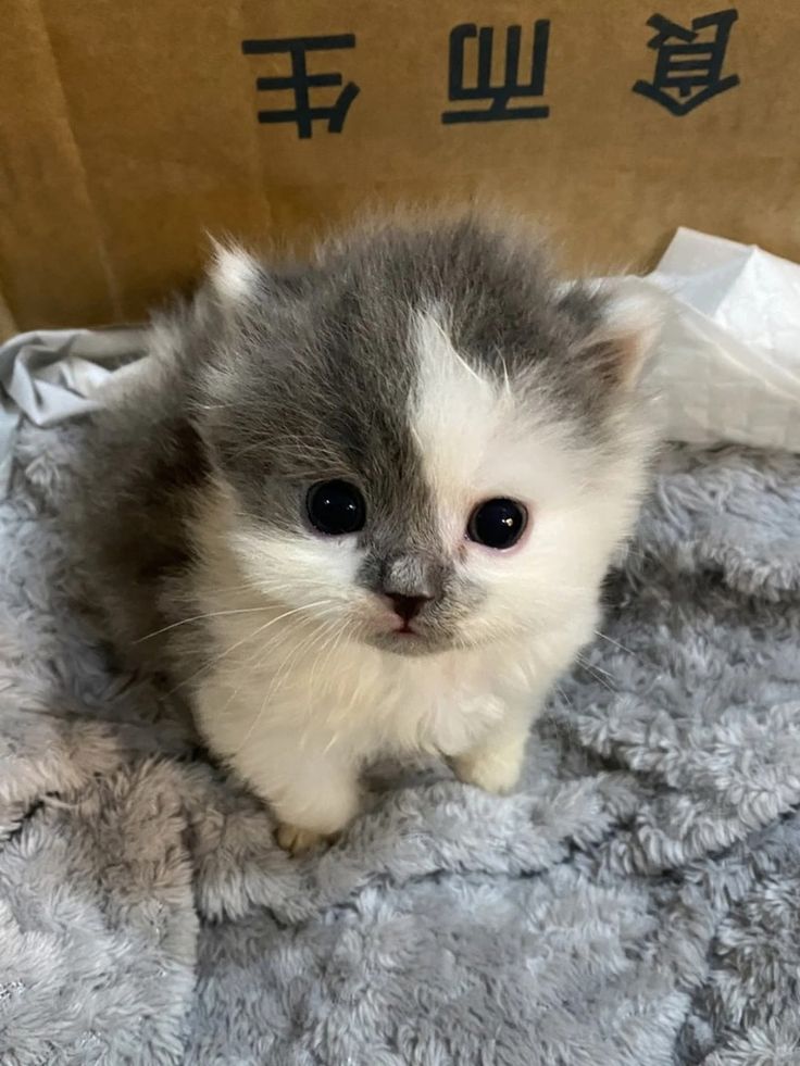 Como me caga cuando utilizan esta escena para decir que Bruce es la mascara y que Batman es la verdadera identidad