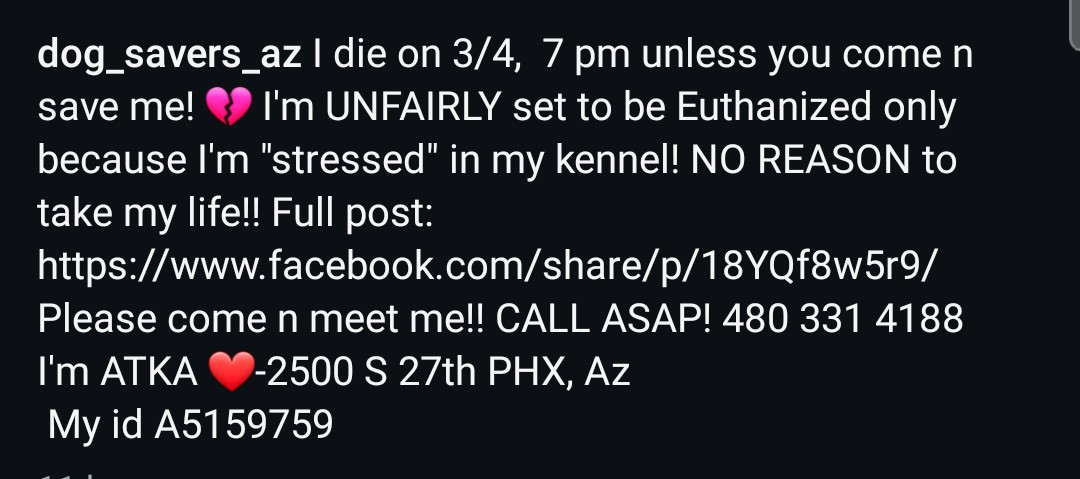 8415_n's tweet photo. ATKA #A5159759
3yo.#DutchShepherd #Malinois mix #BelgianMalinois
Exquisite companion &amp; #bff needs a hero 3/4‼
Blend of top-notch #workingdog breeds, he's stressed being locked up. Call immediately to save him #Mesa #Phoenix #AZ
#pledge
#foster
#adopt
👇
https://t.co/WSwi8NZqdC https://t.co/Dcsw8V2YsG