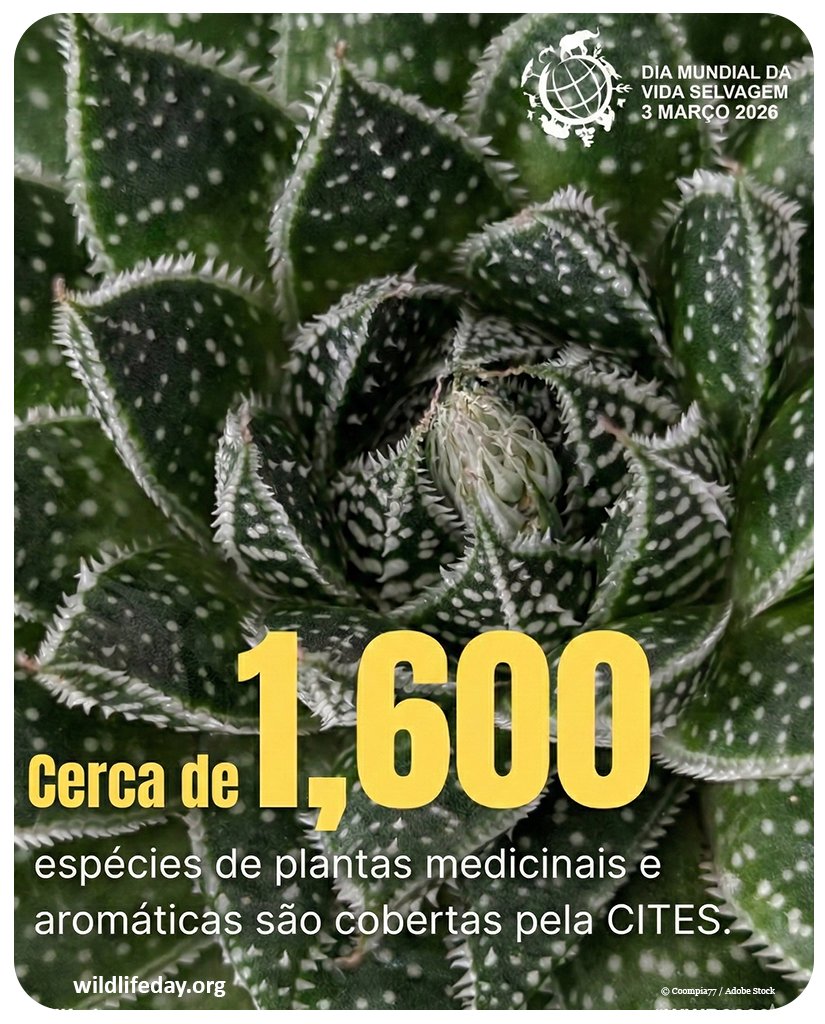 wwf_moz's tweet photo. Neste Dia Mundial da Vida Selvagem 2026, queremos que sabias que a natureza selvagem não habita apenas em florestas distantes.

Ela está no teu chá de camomila, no perfume que usas e no medicamento que te cura.  Saiba mais: 
https://t.co/XT62CD1dKP

🌍#WorldWildlifeDay #WWD2026 https://t.co/7Cw6hETl2S