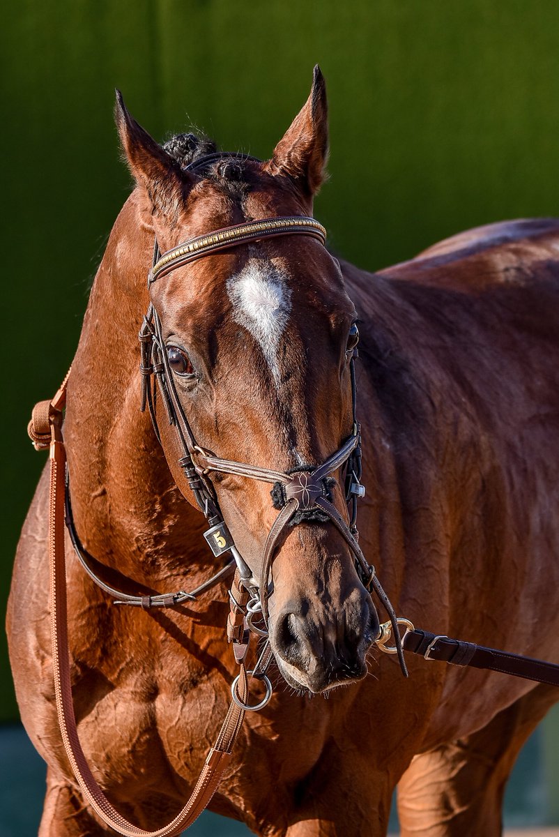 Meg∞🏇📷️🎾🤫 (@M89oumasan) / Posts / X