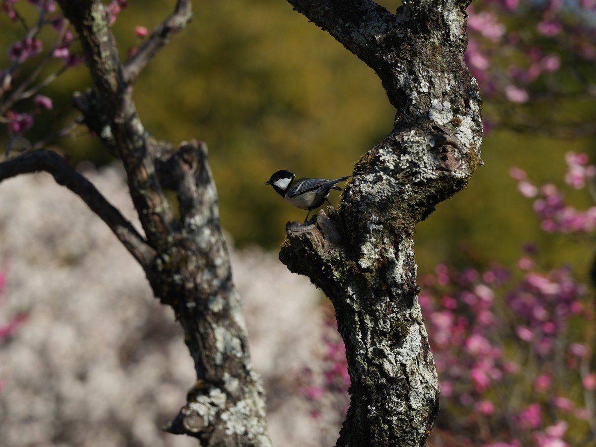 梅とシジュウカラ 2月の鳥活🐦大阪にて