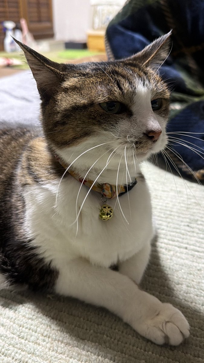 たけし先生(シニア猫チビチビの飼い主) tweet media