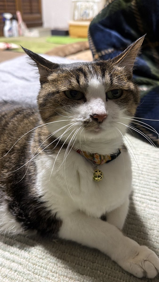 どっしり🐷ぷくぷく💗 お髭ピンピン🥸です😻🥰🤗 #猫がいる幸せ #猫