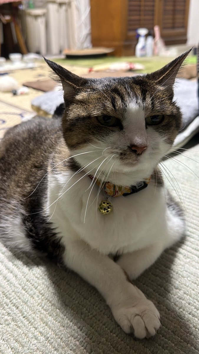 たけし先生(シニア猫チビチビの飼い主) tweet media