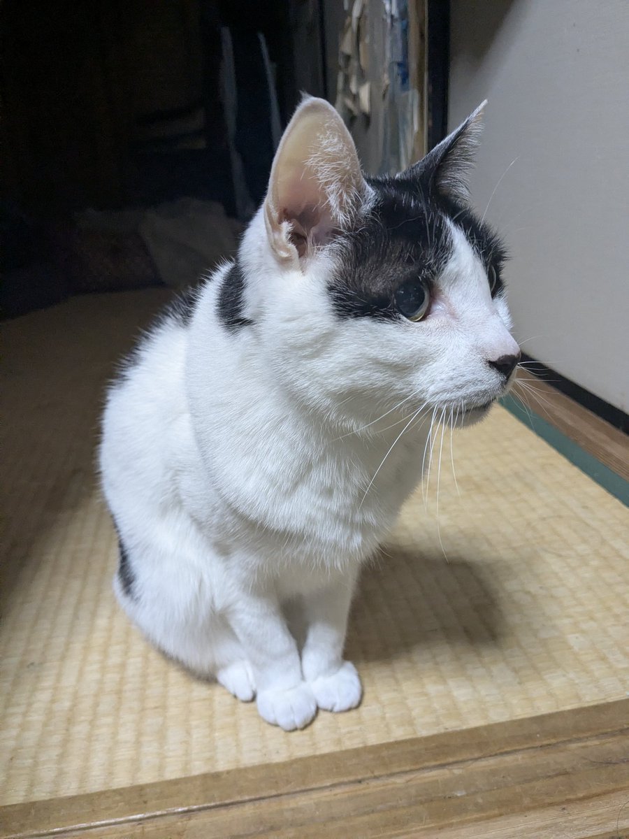 gamukaru's tweet photo. おさしみだよー https://t.co/07knStFD09