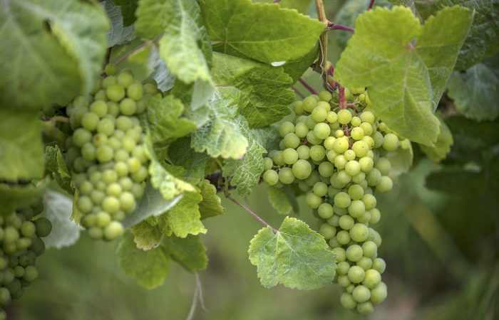 Uva DOP Islas Canarias: desplome histórico, filoxera y sequía ponen al viñedo ante un punto de no retorno
canariasgourmet.es/uva-dop-canari…
#VinoCanario #DOPIslasCanarias #UvaDOPCanarias #Vendimia2025 #ViticulturaCanaria #VinosVolcánicos  #Filoxera #SequíaEnCanarias #CanariasGourmet