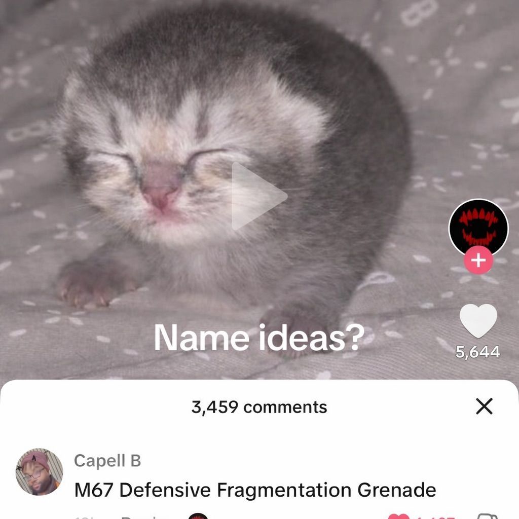 Cool Cat Society (@coolcatsociety) on Twitter photo 