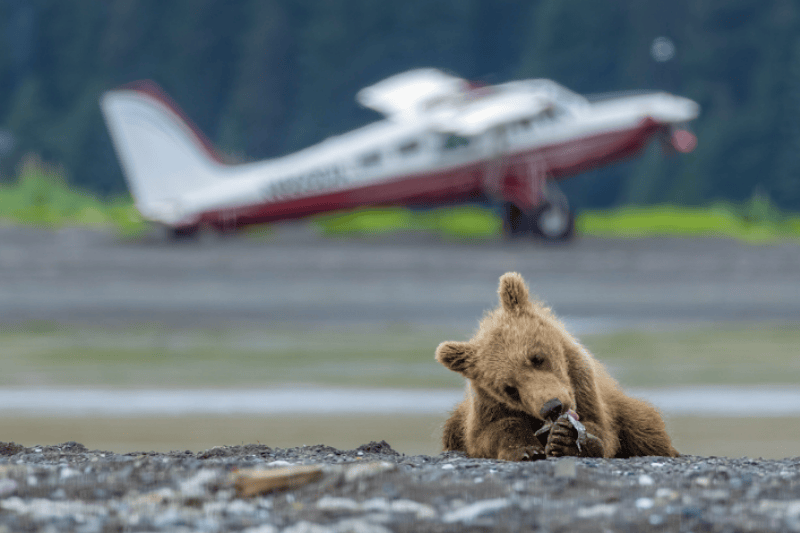 MorphBUZZ's tweet photo. America’s 2026 travel story is about anniversaries, heritage, and tailor‑made journeys. In this blog, Frontier America highlights landmark holidays that celebrate history and culture: 

https://t.co/X6XXTRW3xP

#traveltrends https://t.co/9zKy4YIeBM