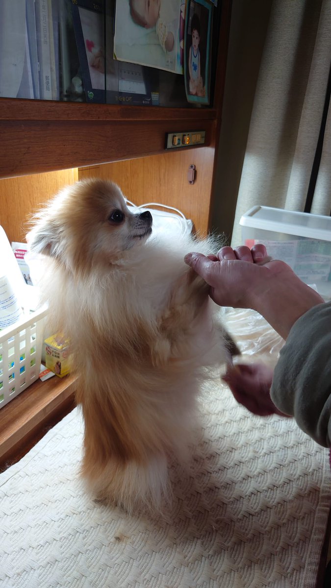 K_banbond's tweet photo. @095phht0907 わりと新しいわかばサンの画像なんですよ。爪切りの画像（笑）なので神妙な表情です。 https://t.co/vL1eNN0MdM