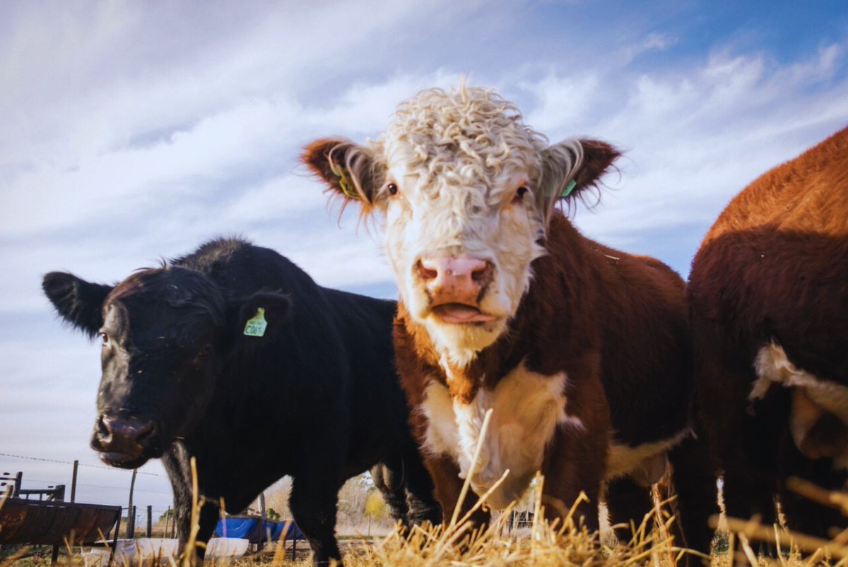 INTA Informa tweet media