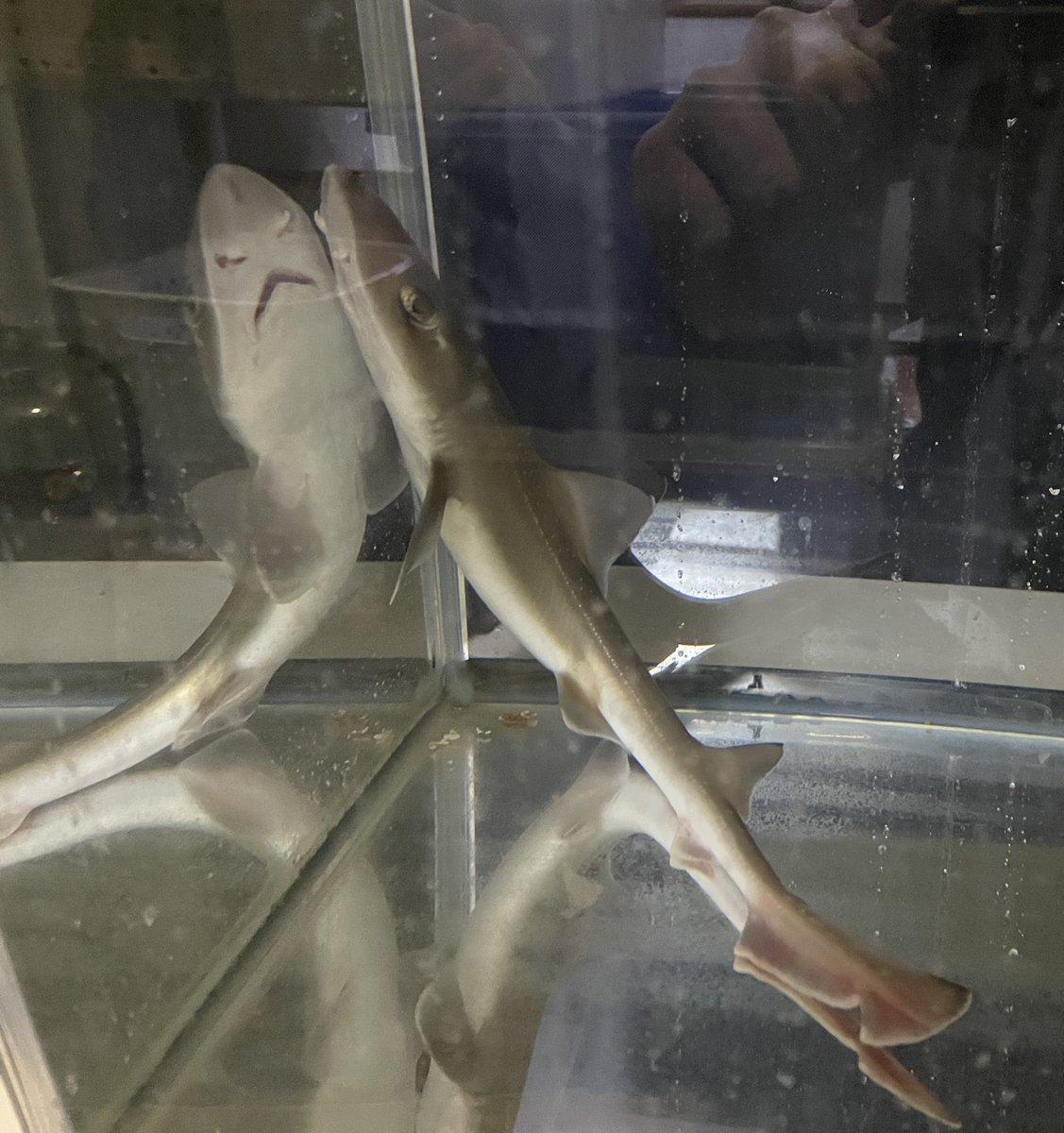 おーちゃん tweet media