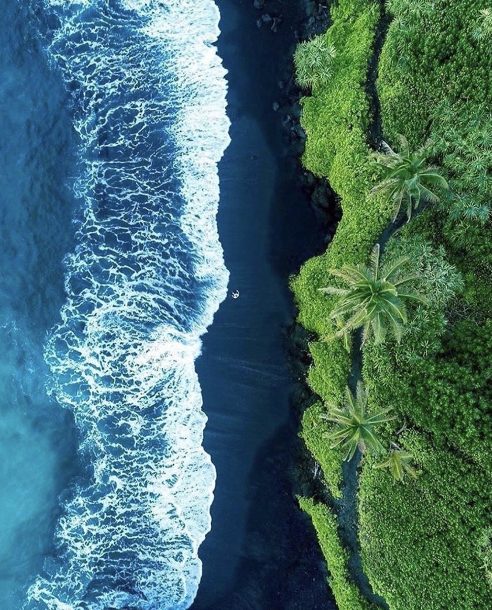 earthcurated's tweet photo. Fragile beauty 🌊🌴 https://t.co/QQIlPXeH1k