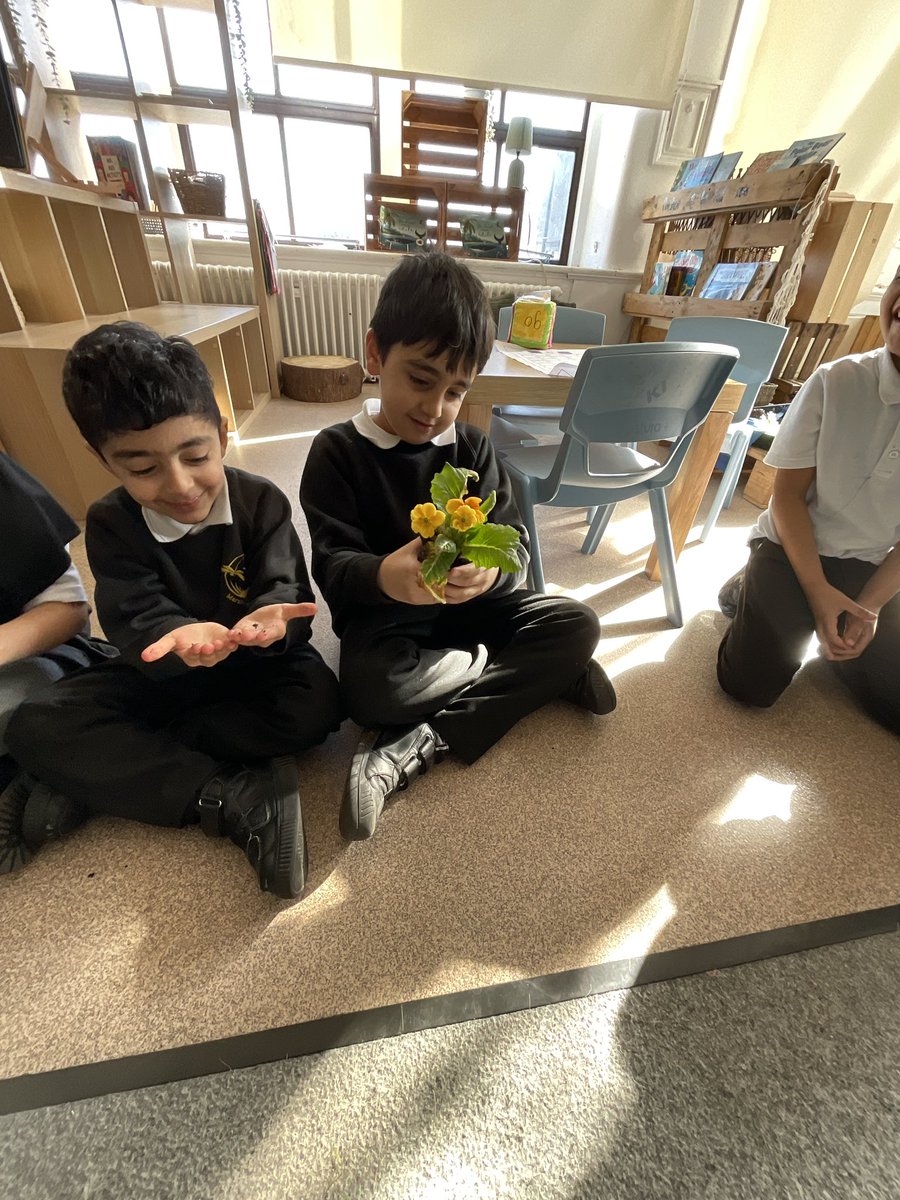 MarshfieldPS's tweet image. Year 1 have been budding botanists this week 🌱 We’ve been learning all about the different parts of a plant by examining real plants to find the roots, stems, leaves and flowers! 🌼🌿 Hands-on learning at its best! #Ambition #MPSScience